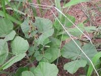 Image result for Rhynchosia albissima