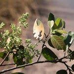 Image result for Marquesia macroura