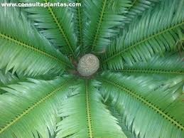 Image result for Encephalartos lebomboensis