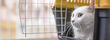 A good, sturdy crate can also make transporting your dog that much easier. Choosing The Best Cat Travel Carrier Petsmart