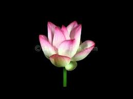 Lotus Timelapse Bloom Flower Power Flowers