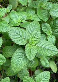 Image result for Platostoma