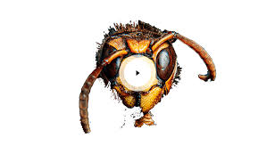 Pest control sale, morocco, pest removal services, critters, extermination, vermin control, rat catcher. Bepestcontrol Betheme