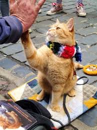 Bob In London Sevimli Kedi Yavrulari Sevimli Kediler Yavru Kediler