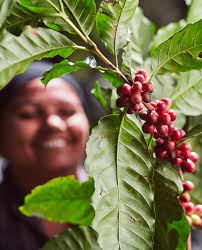 North East Coffee Series Wild Flora