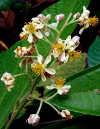 Image result for Malvaceae subfamily Grewioideae