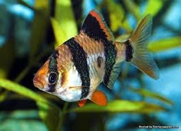 Ikan yang sering ditemukan di restoran ini adalah ikan yang memiliki daging padat dan gurih. 7 Spesis Ikan Hiasan Paling Popular Di Malaysia Sentiasa Panas