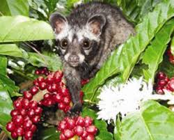 Scientists Create Method To Verify Kopi Luwak Authenticity Kopi Luwak Coffee Arabica Coffee Expensive Coffee