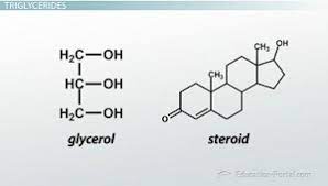 Structure And Function Of Lipids Video Lesson Transcript Study Com