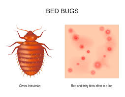 Image result for bedbugs bites