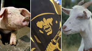 Horrific aftermath of brutal animal torture. Who What Why Does Shooting Goats Save Soldiers Lives Bbc News