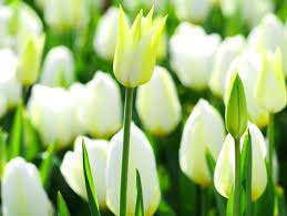 Kedua corak dan corak percuma untuk pembelian boleh didapati. Mengenal Banyak Hal Dari Gambar Bunga Tulip Dan Sejarahnya