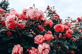Sanguine Rose Naturephotography Flowers Roses Plants Aesthetic Pastel Landscape Landscape Flower Aesthetic Blue Aesthetic Pastel Pastel Aesthetic