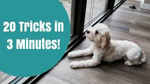 See more ideas about cockapoo puppies, cockapoo, puppies. 9 Things You Might Not Know About Cockapoos The Dog People By Rover Com