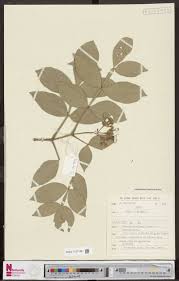 Image result for Otiophora pycnostachys