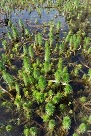 Image result for Haloragaceae