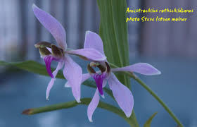 Image result for Solenangis conica