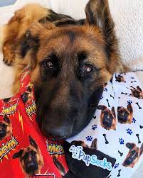 Maybe you would like to learn more about one of these? It S Not Everyday Your Dogs Face Comes On A Pair Of Socks Now Zeus Can Be Under My Feet Everywhere Literally Tha Custom Printed Socks Dog Face Your Dog