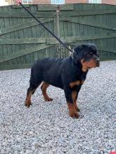 Find rottweiler dogs and puppies from maine breeders. Cornwall Rottweiler Dogs Puppies For Sale Classifieds At Eclassifieds 4u