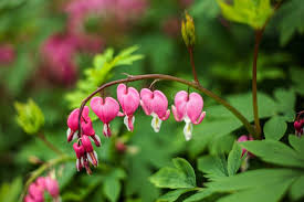 Image result for Fumariaceae