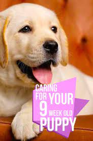 9 Week Old Puppy Schedules And What To Expect Puppy Training Schedule Puppy Training Labrador Puppy