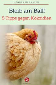 Kokzidien Im Griff Halten 5 Tipps Huhner Im Garten Huhnerhaltung Im Garten Huhner Als Haustiere