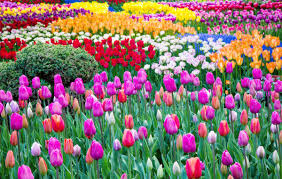 Our office is open for curbside sales only. Skagit Valley Tulip Festival April 12 19 Entertainment Goskagit Com