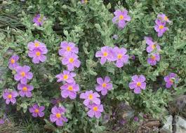 Image result for Cissus guerkeana