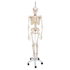 Skeleton, the supportive framework of an animal body. Functional Human Skeleton Model A15 3 For 742 9 In Human Skeleton Model