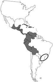 Image result for Crepidomanes inopinatum