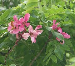 Image result for Cassia agnes