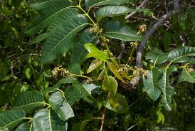 Image result for Canarium