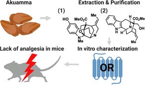 Image result for Picralima nitida