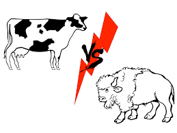 COW VS BUFFALO: THE EPIC FIGHT FOR EFFECTIVE CHANGE MANAGEMENT