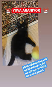Antalya Kedi Evi Home Facebook