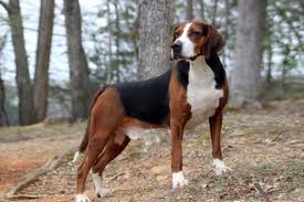 Date of publication of the standard. Hamiltonstovare Dog Breed Information Images Characteristics Health