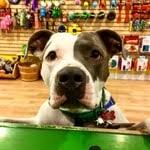 Stop by for a frosty treat this weekend. Guide To All Of The Locally Owned Pet Supply Stores In Pittsburgh