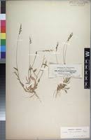 Image result for Urochloa semiundulata