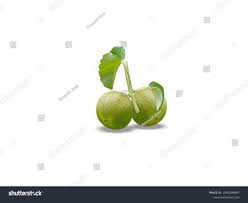 Image result for Croton megalobotrys