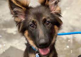With over 900 hospitals around the country, we're. Central Animal Hospital Savannah Veterinarians