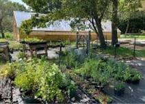 Up-potting Seedlings at the Native Seed Center