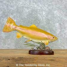 The rainbow trout (oncorhynchus mykiss) is probably the most widely introduced fish species in the world. 21661 Wc 18 75 Palomino Trout Taxidermy Fish Mount For Sale Ebay