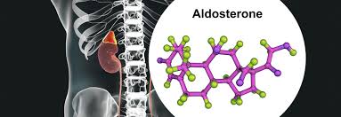 Image result for Hyperaldosteronism