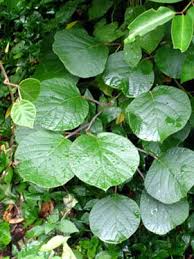 Image result for Actinidia
