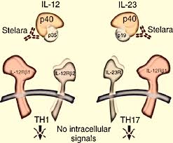 Thaçi d, blauvelt a, reich k, tsai tf, vanaclocha f, kingo k, ziv m, pinter a, hugot s, you r, milutinovic m. Mechanism Of Action Of Ustekinumab Stelara Download Scientific Diagram