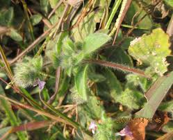 Image result for Nelsonia canescens