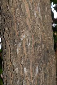 Image result for Fernandoa magnifica