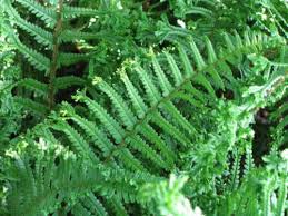 Container shipping from the uk to australia, new zealand, usa, south africa and more. Evergreen Ferns For Pots Or A Shady Border