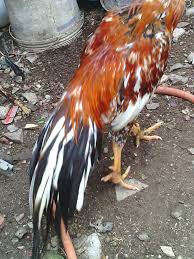 Jamu ini baiik untuk diberikan kepada ayam aduan sebelum diturunkan ke arena sabung ayam. Ayam Sabung Siam