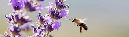 Check spelling or type a new query. Bee Guide December